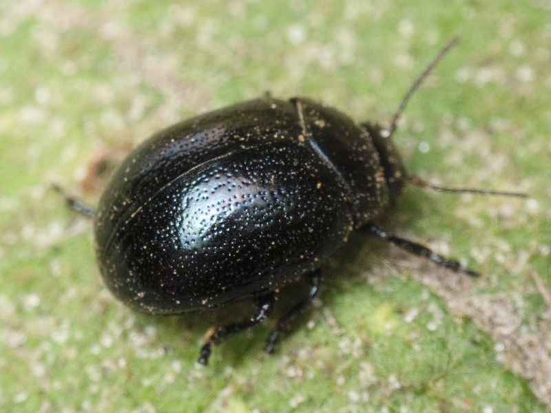 Chrysolina haemoptera (Linnaeus, 1758)